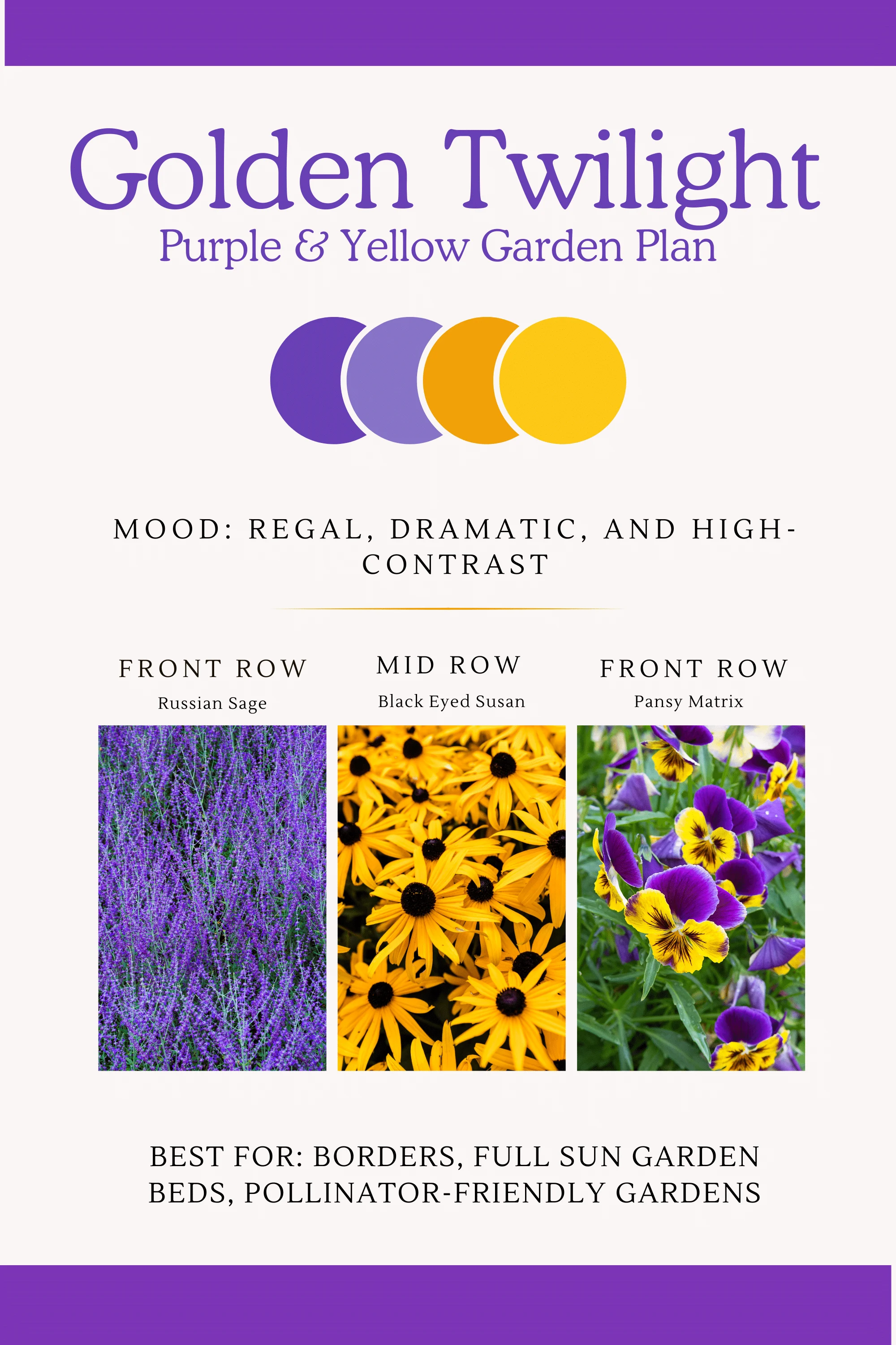 Infographic that shows purple and yellow perennial flower bed designs  with a regal, dramatic and high contrast feel. 