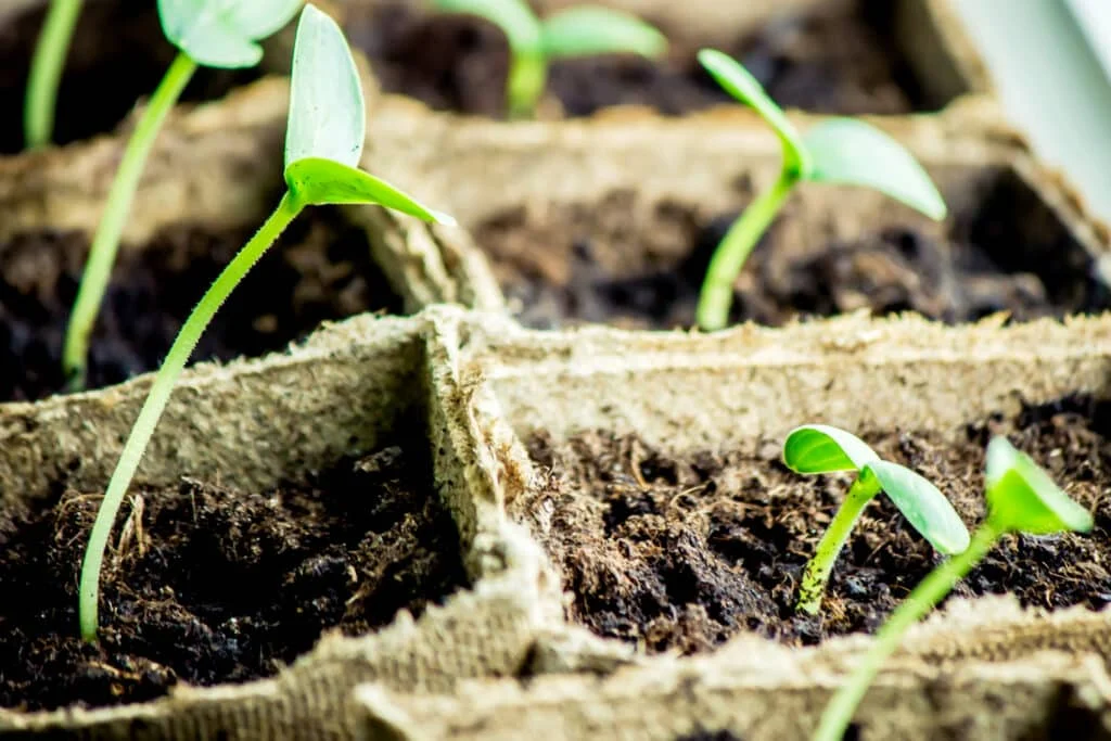 Squash seedlings stretching for the light - these plants may end up being too leggy and not stocky enough for healthy planting.  A robust light source is required to get healthy stocky seedlings. 