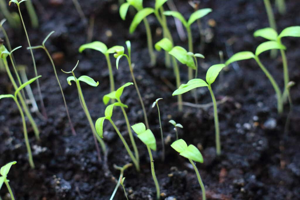 Tiny leafy green seedlings sprouting from soil – Delicate young seedlings emerging in rich soil, demonstrating the early stages of germination.  The plants appear to be reaching for the light and are turning a bit leggy. 
