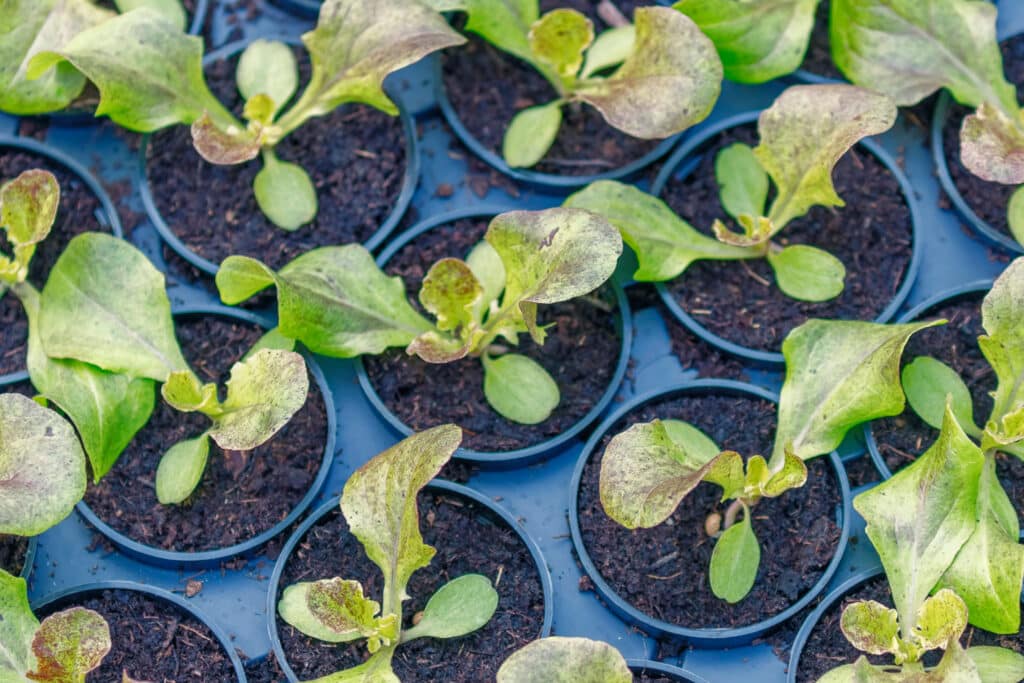 Leafy green seedlings potted up from seedlings to give the roots room to grow and develop before being planted outside. 