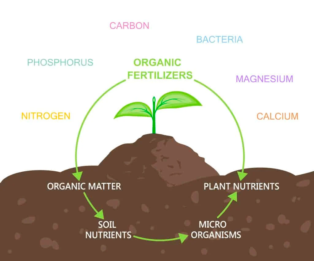 An infographic showing a seedling in a mound of soil. The names of essential nutrients are written in a circle around the plant.