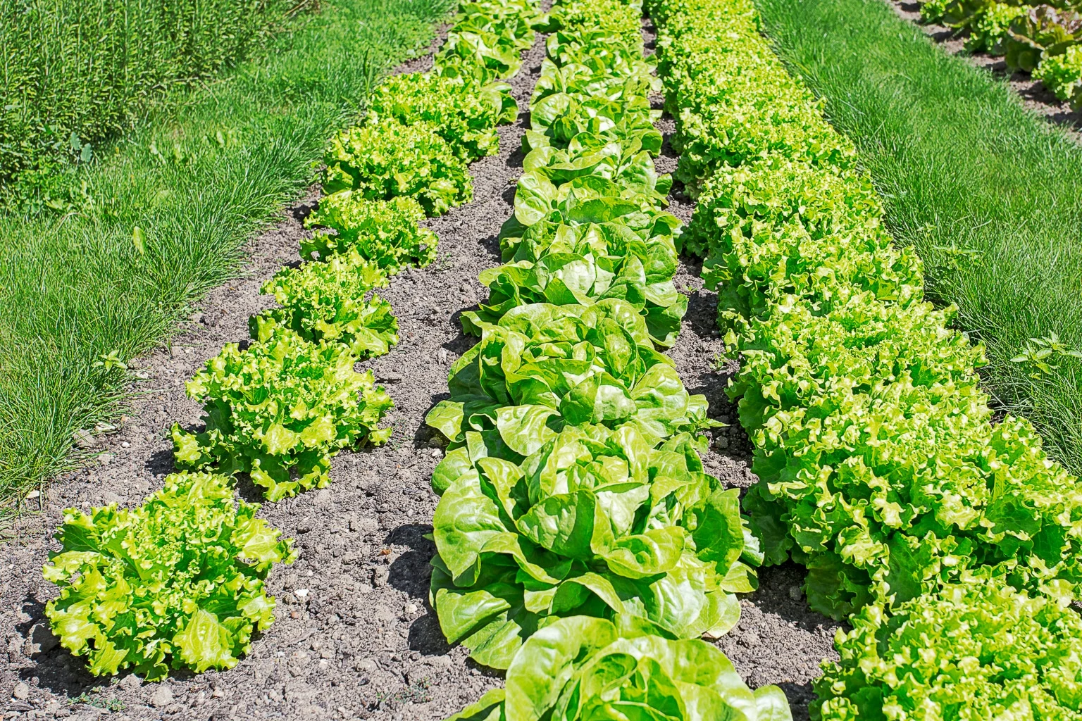 An example of a simple victory garden with rows of lettuces and chives in view. 