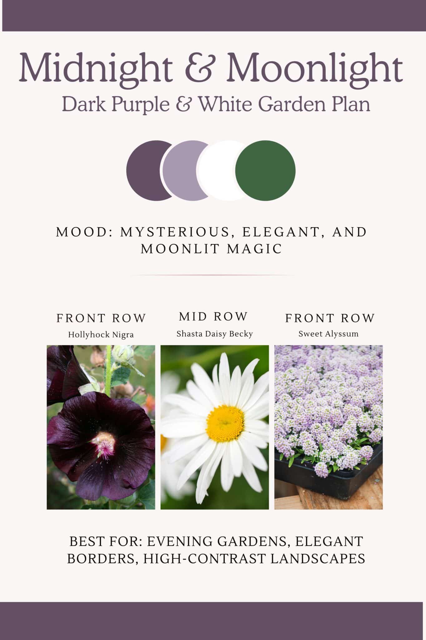 Infographic that shows dark purple and white perennial flower bed design  with a mysterious and elegant moonlight magic vibe.  