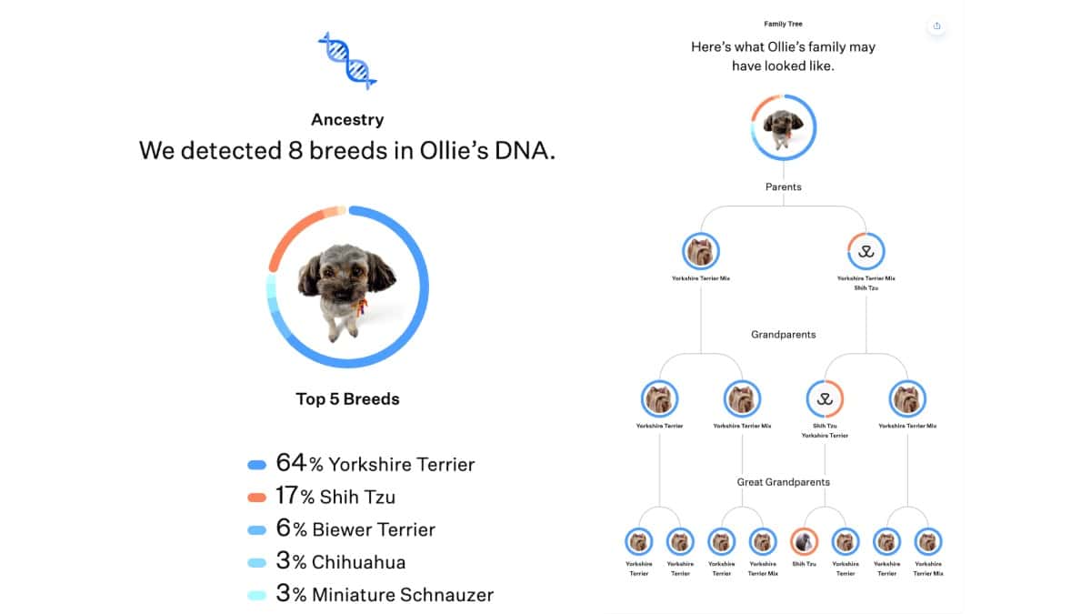 Dog DNA test results screen showing detected breeds, percentage breakdown, and a family tree diagram illustrating parents, grandparents, and great-grandparents.