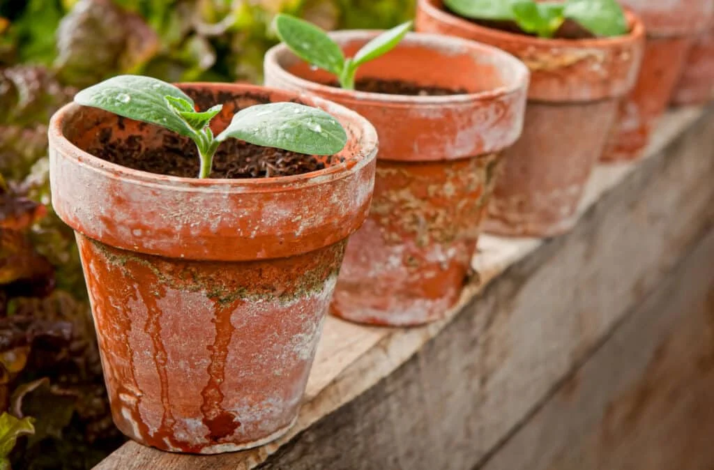 Winter squash seedlings growing in rustic terracotta pots. Using larger pots from the start can prevent transplant stress and encourage better root growth.