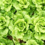How to Start Leafy Greens Indoors: The Complete Guide
